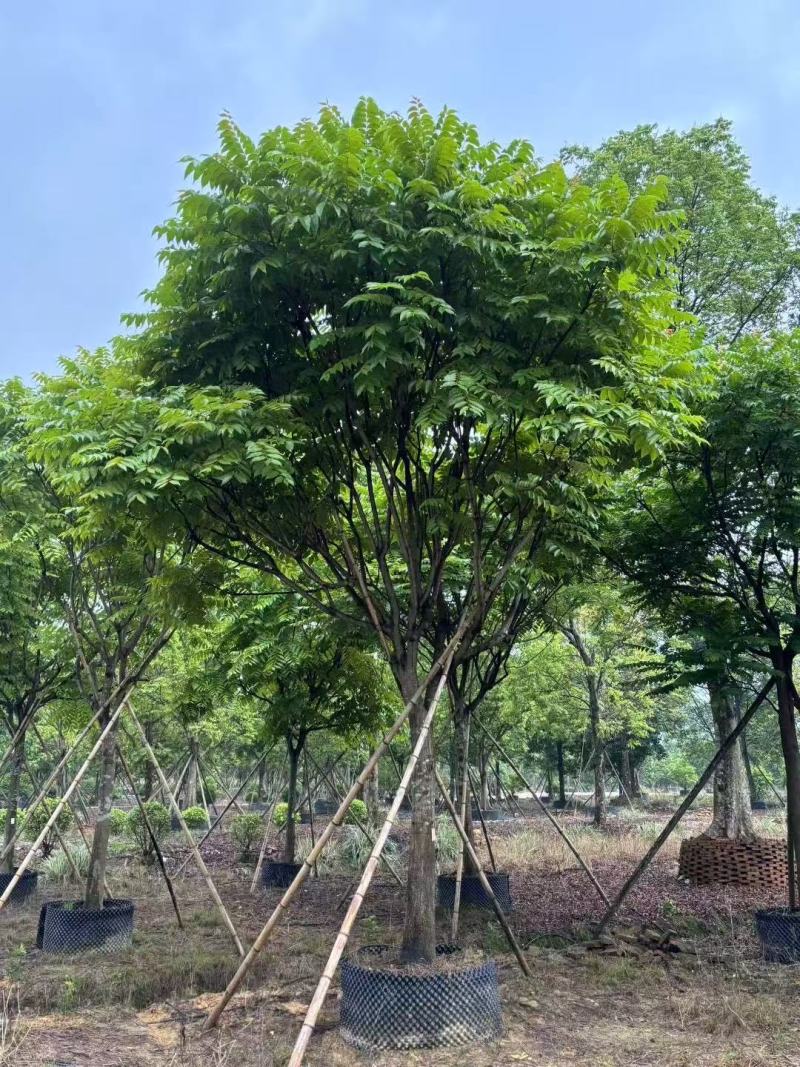 各规格麻楝供应