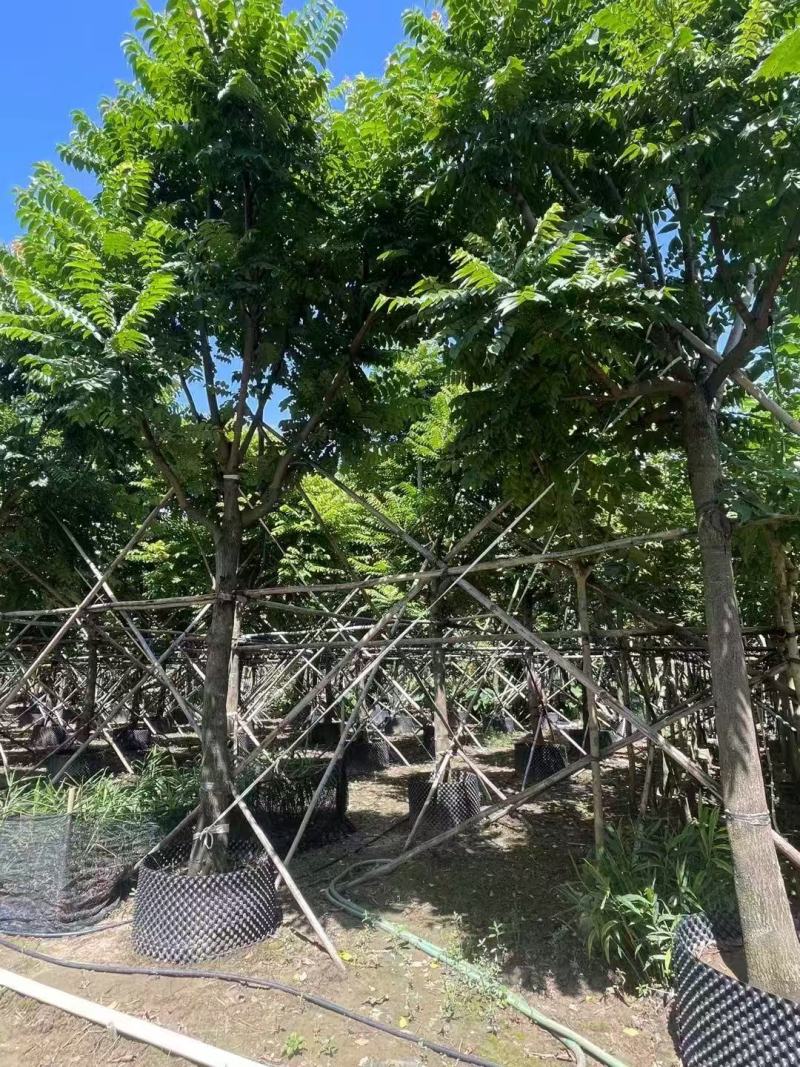 各规格麻楝供应