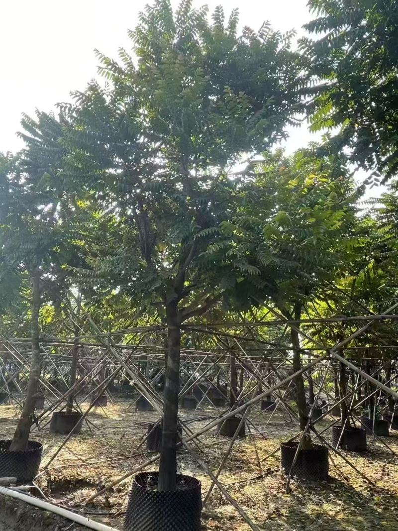 各规格麻楝供应