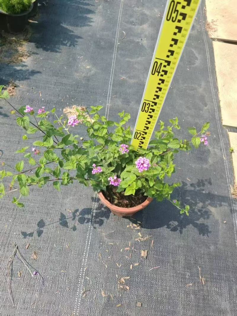 各规格马缨丹五色梅供应