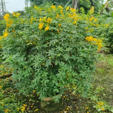 各规格双荚槐供应，本基地出售双夹槐