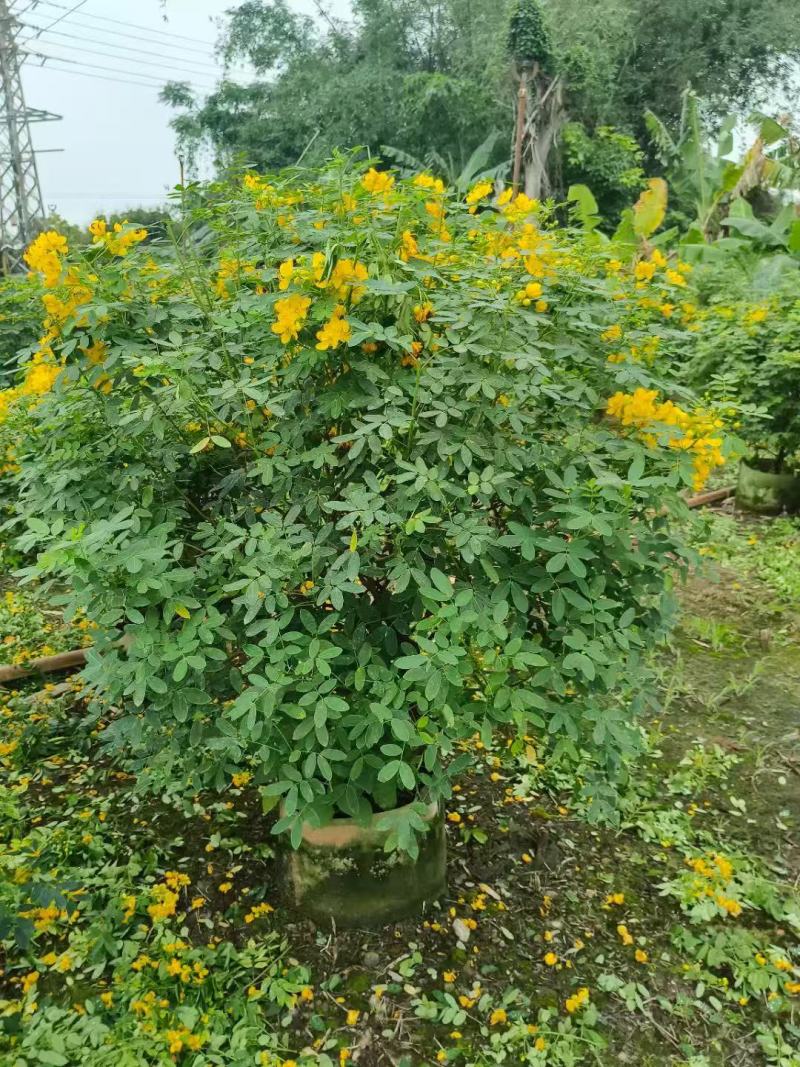 各规格双荚槐供应，本基地出售双夹槐
