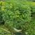 各规格双荚槐供应，本基地出售双夹槐