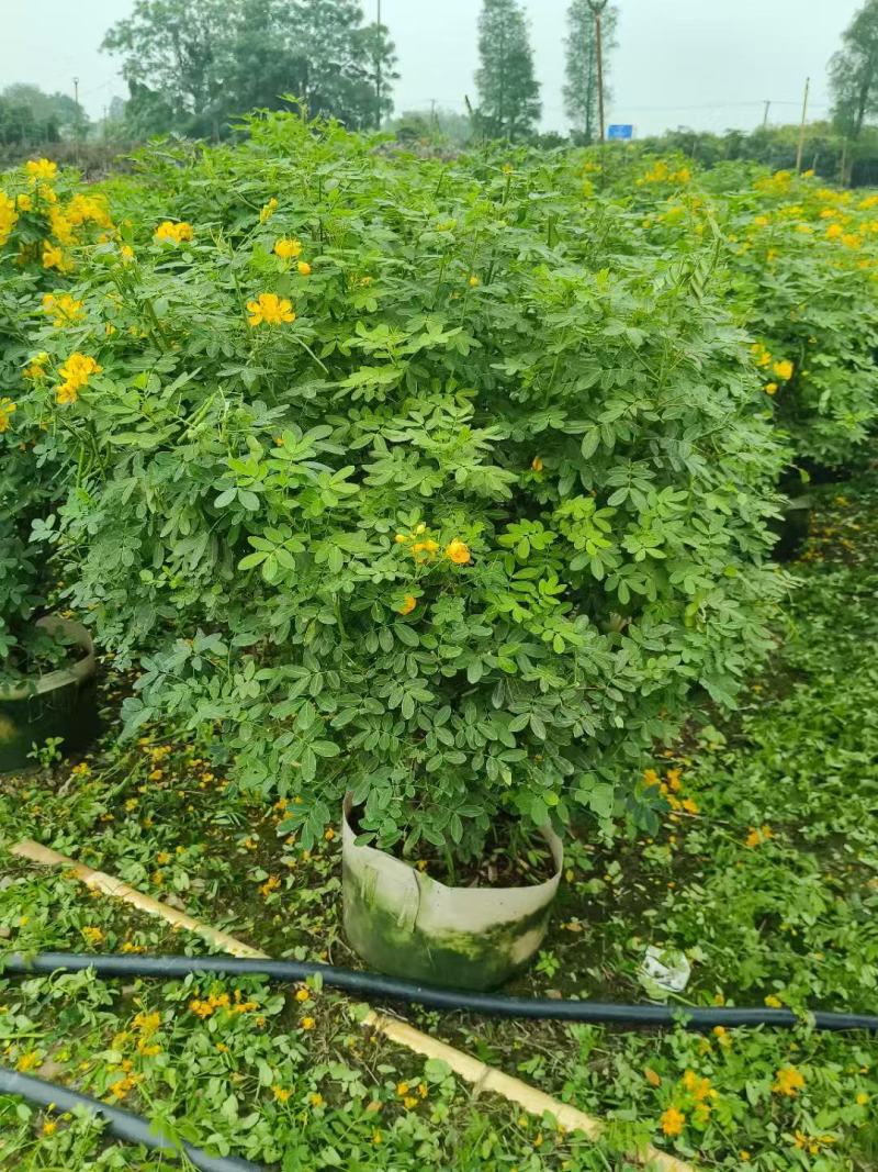 各规格双荚槐供应，本基地出售双夹槐