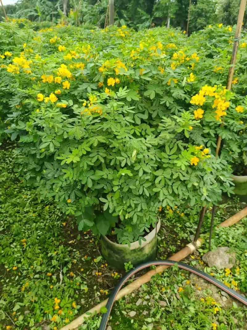各规格双荚槐供应，本基地出售双夹槐