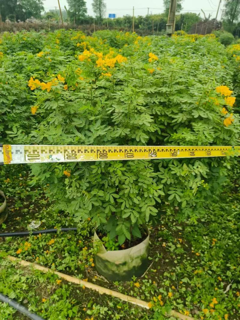 各规格双荚槐供应，本基地出售双夹槐