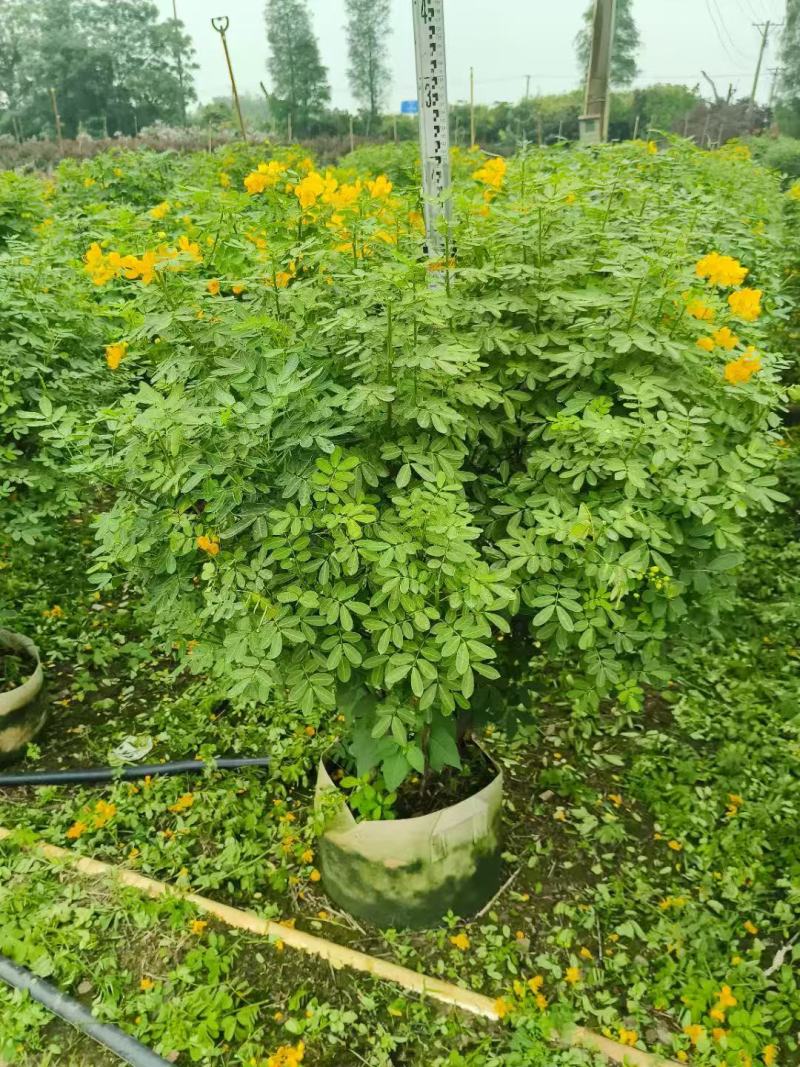 各规格双荚槐供应，本基地出售双夹槐