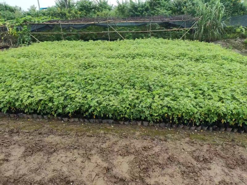 各规格双荚槐供应，本基地出售双夹槐
