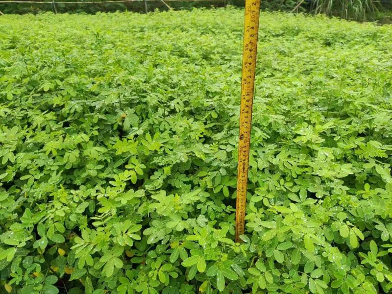 各规格双荚槐供应，本基地出售双夹槐