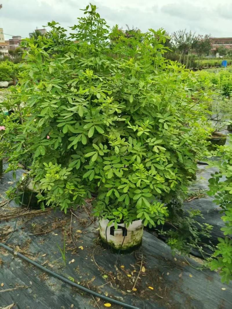 各规格双荚槐供应，本基地出售双夹槐