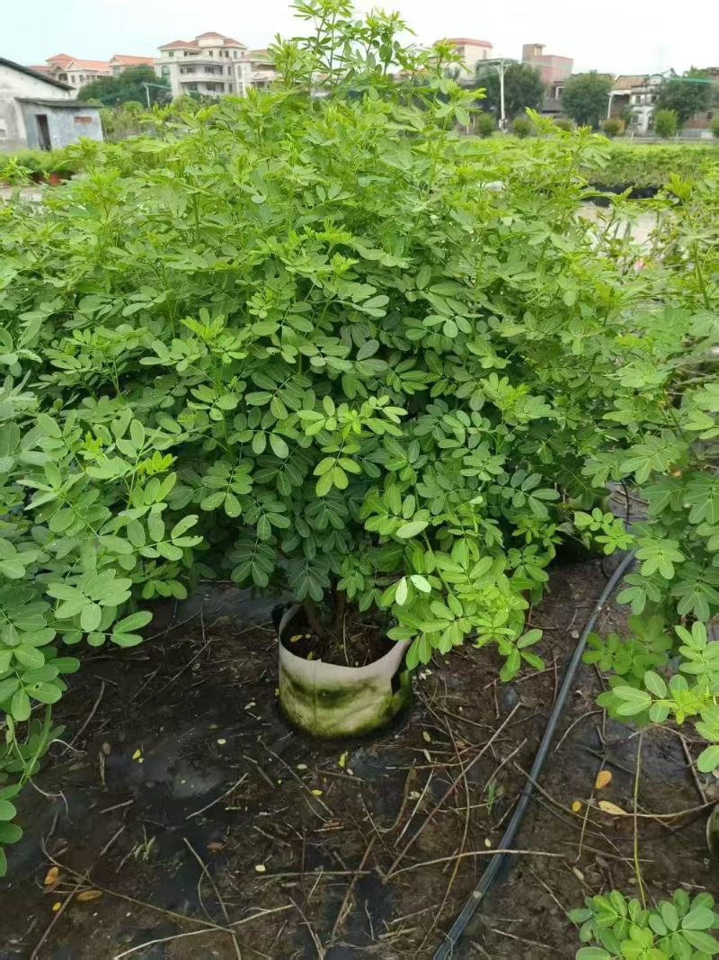 各规格双荚槐供应，本基地出售双夹槐