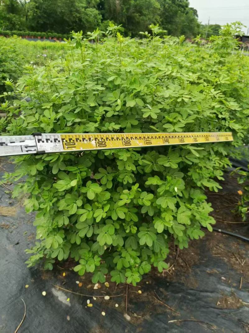 各规格双荚槐供应，本基地出售双夹槐