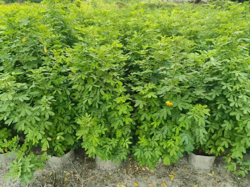 各规格双荚槐供应，本基地出售双夹槐