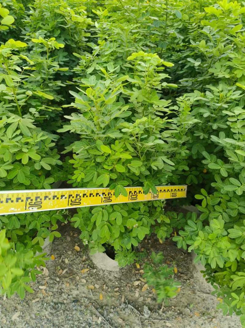 各规格双荚槐供应，本基地出售双夹槐