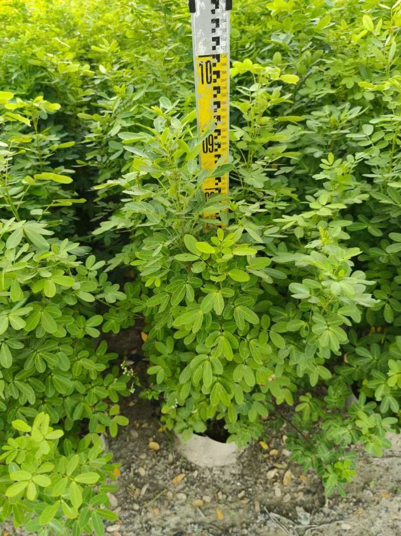 各规格双荚槐供应，本基地出售双夹槐