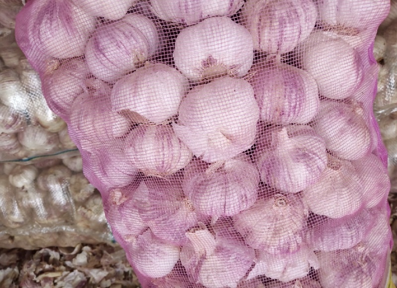 大蒜紫皮蒜河南产区直发保质保量供货