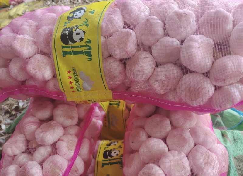 大蒜紫皮蒜河南产区直发保质保量供货
