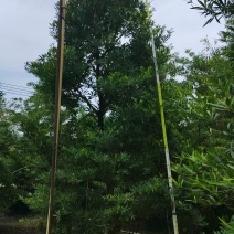 各规格水石榕供应