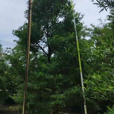 各规格水石榕供应