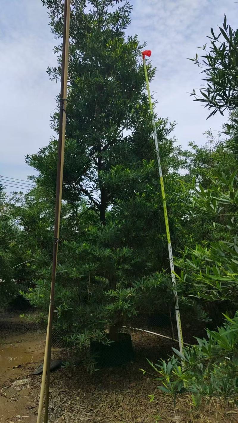 各规格水石榕供应