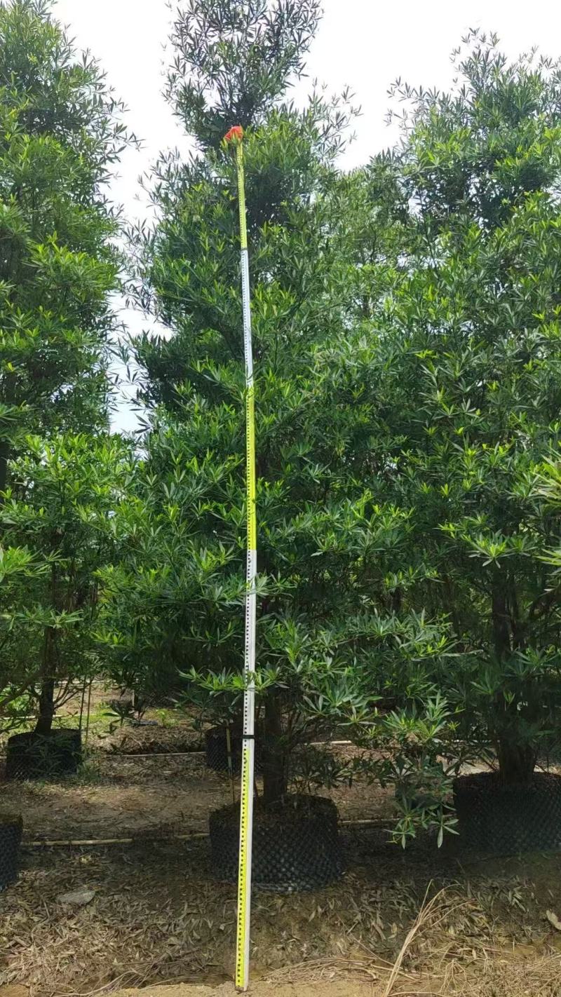 各规格水石榕供应