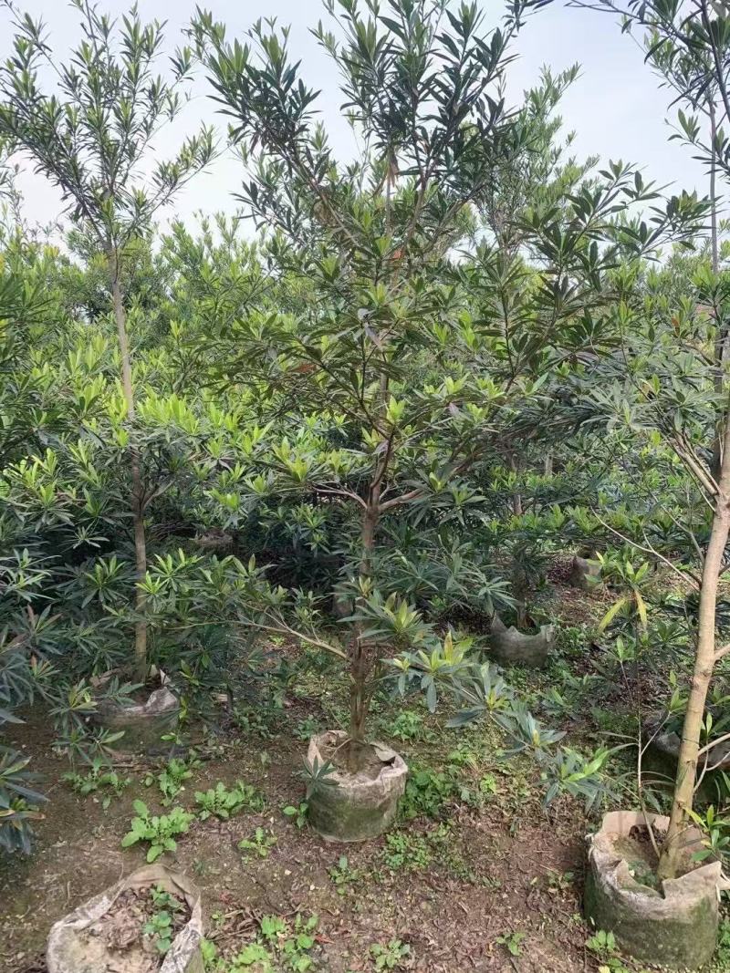 各规格水石榕供应