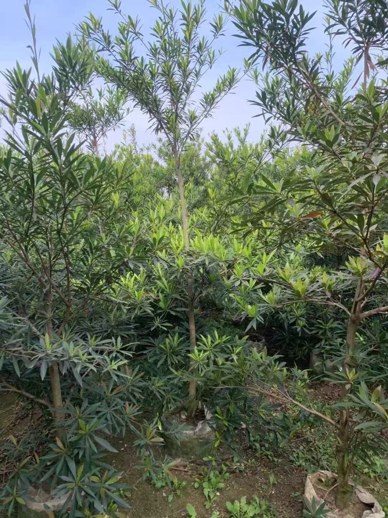 各规格水石榕供应