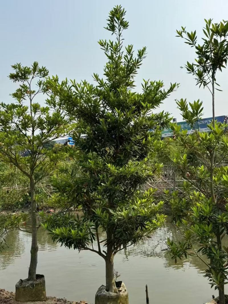 各规格水石榕供应