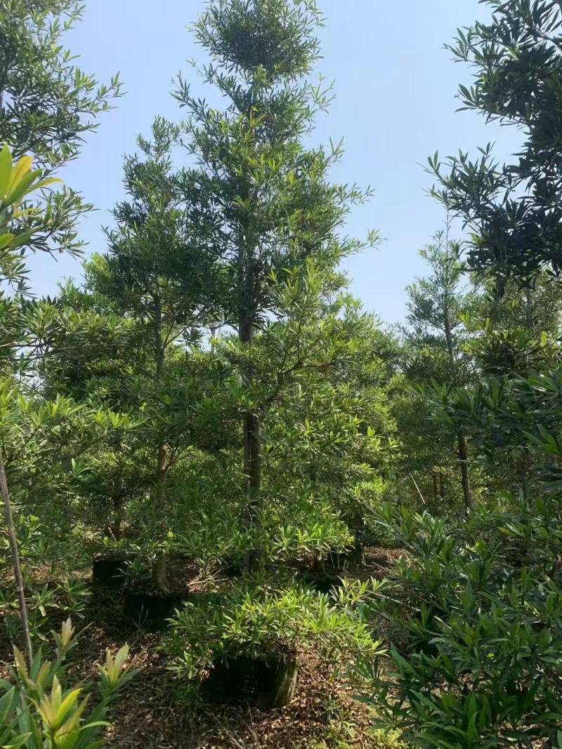 各规格水石榕供应