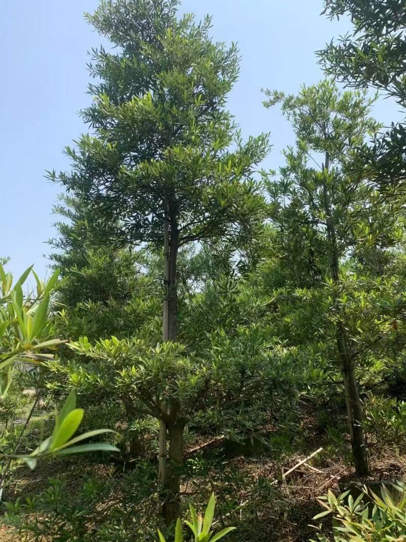 各规格水石榕供应