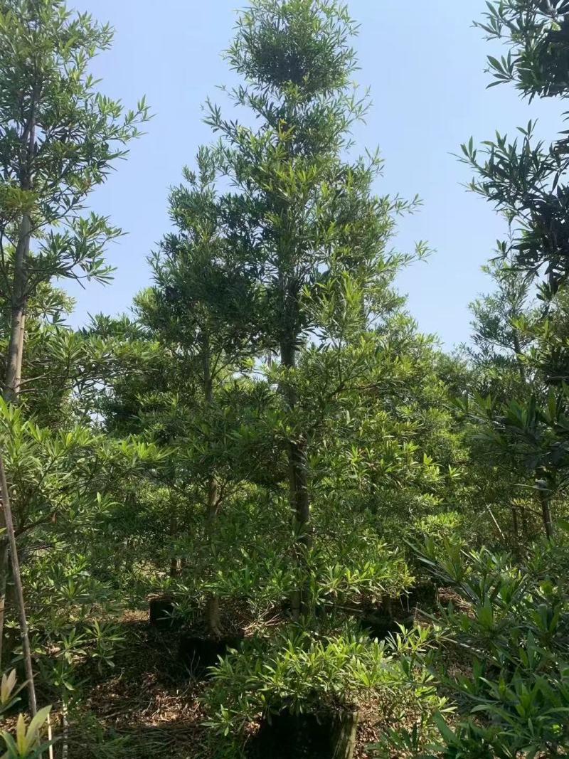 各规格水石榕供应