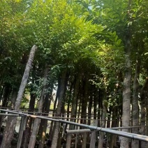 各规格水翁供应，有需要请联系