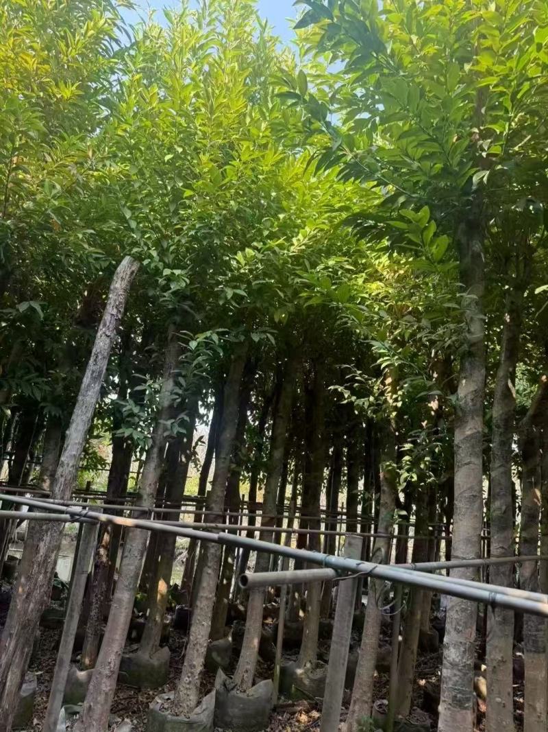 各规格水翁供应，有需要请联系