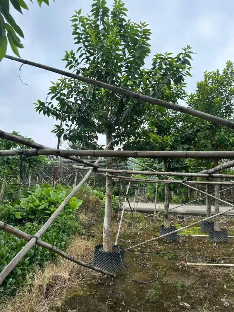 各规格水翁供应，有需要请联系
