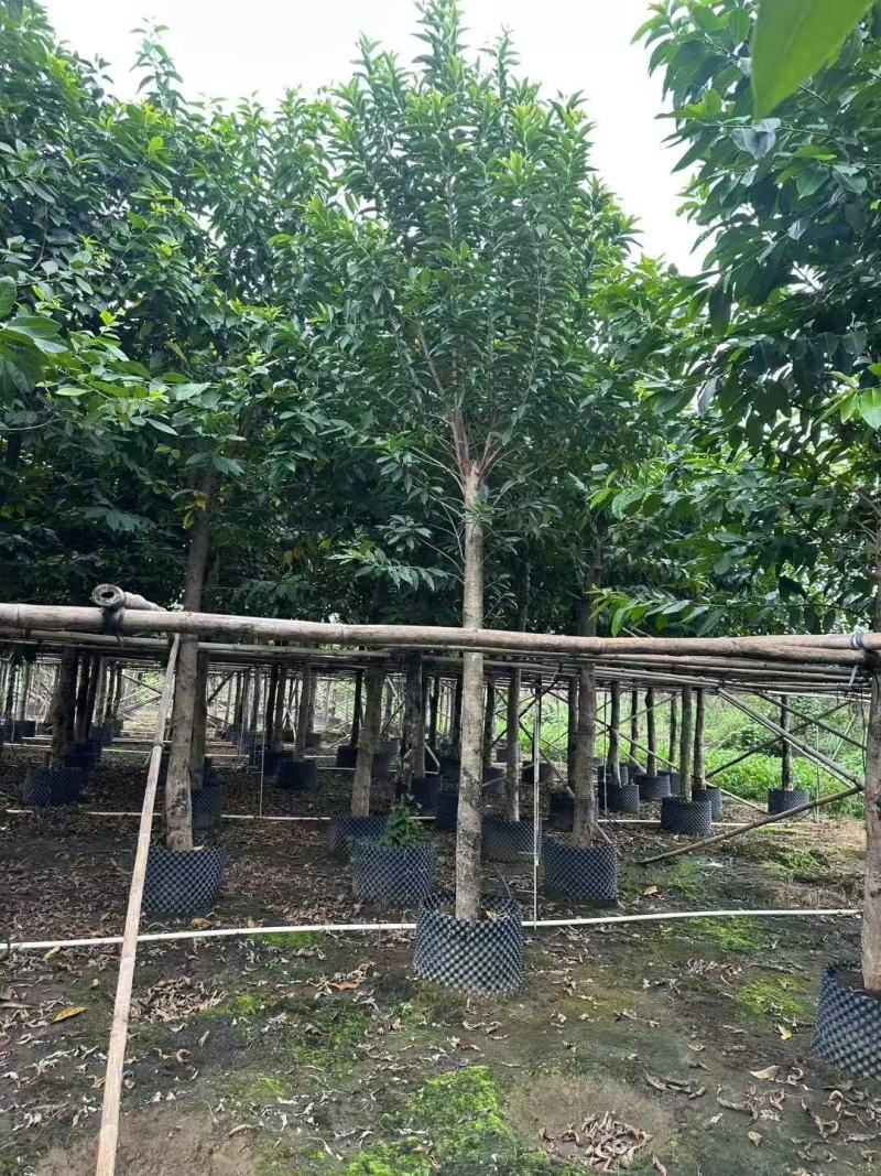 各规格水翁供应，有需要请联系