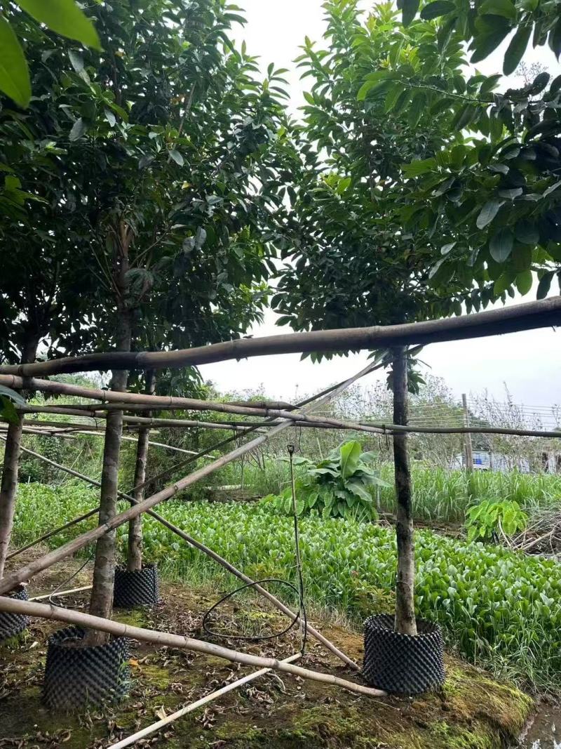 各规格水翁供应，有需要请联系