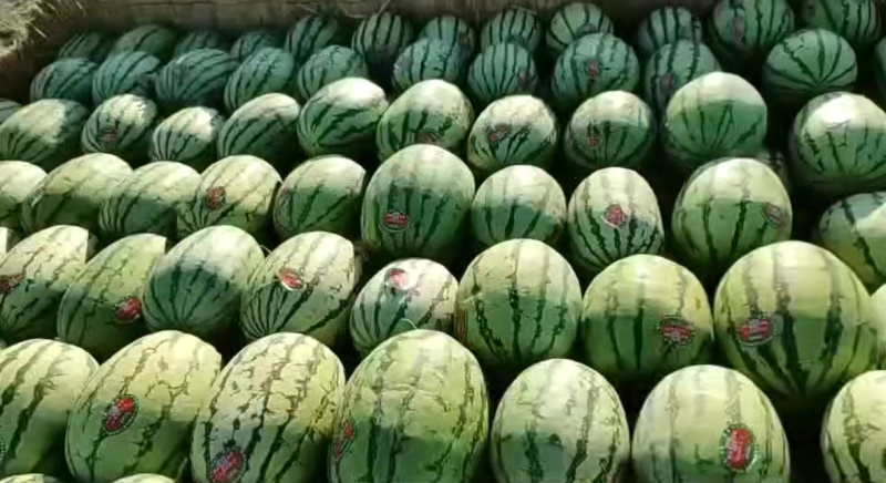 宁夏硒砂瓜大量有货产地一手货源可视频看货