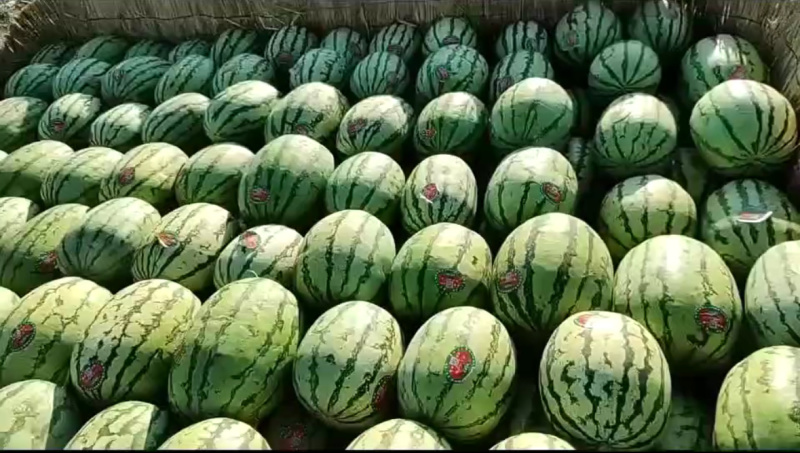 宁夏硒砂瓜大量有货产地一手货源可视频看货