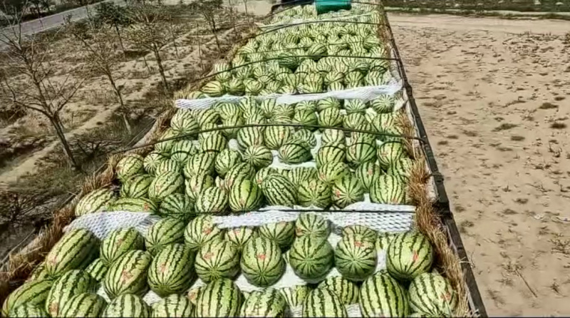 金城5号西瓜宁夏精品货源充足价格可谈欢迎电联