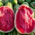 金城5号西瓜宁夏精品货源充足价格可谈欢迎电联