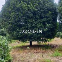 桂花树千亩基地直发视频看货欢迎咨询价格可谈