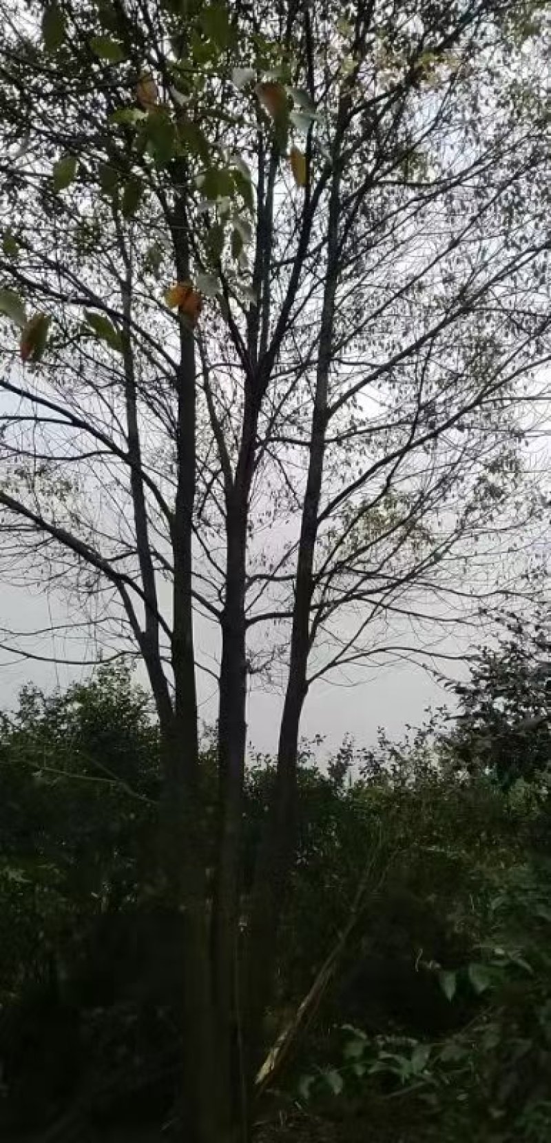 丛生香樟规格齐全现外现发基地直发量大从优