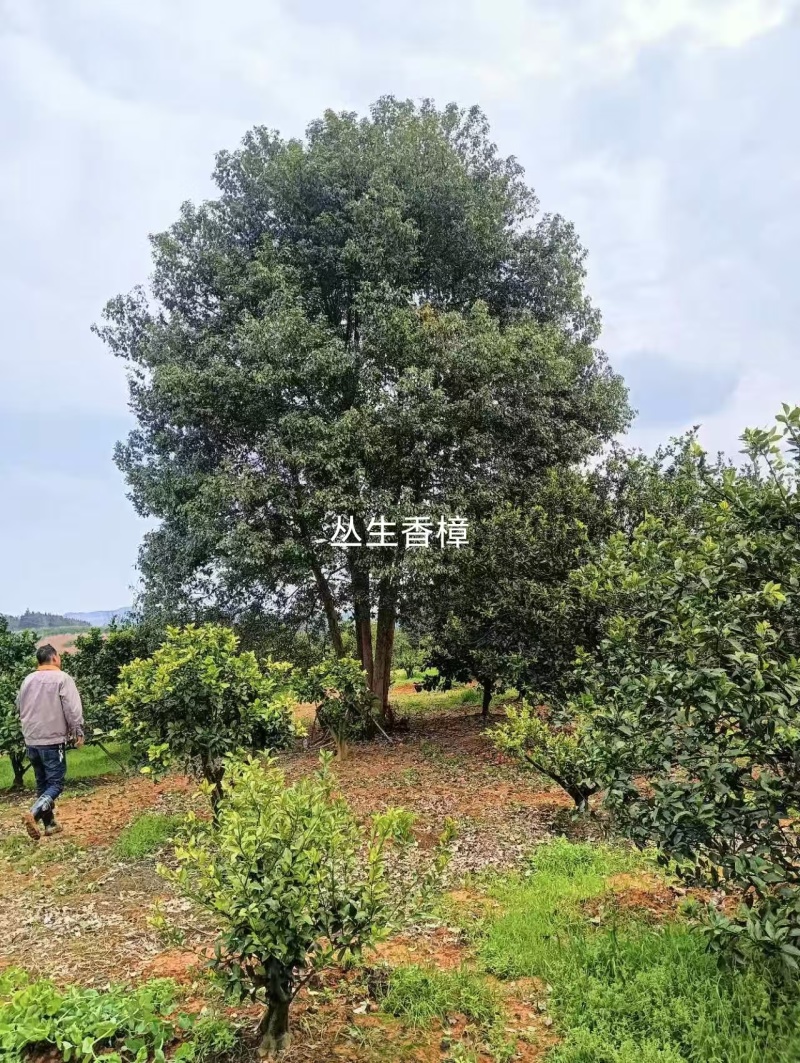 丛生香樟规格齐全现外现发基地直发量大从优