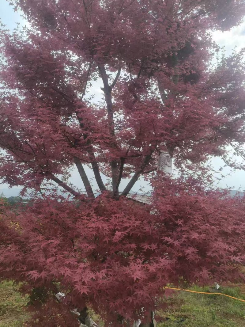 精品红枫规格齐全现外现发基地直发量大从优