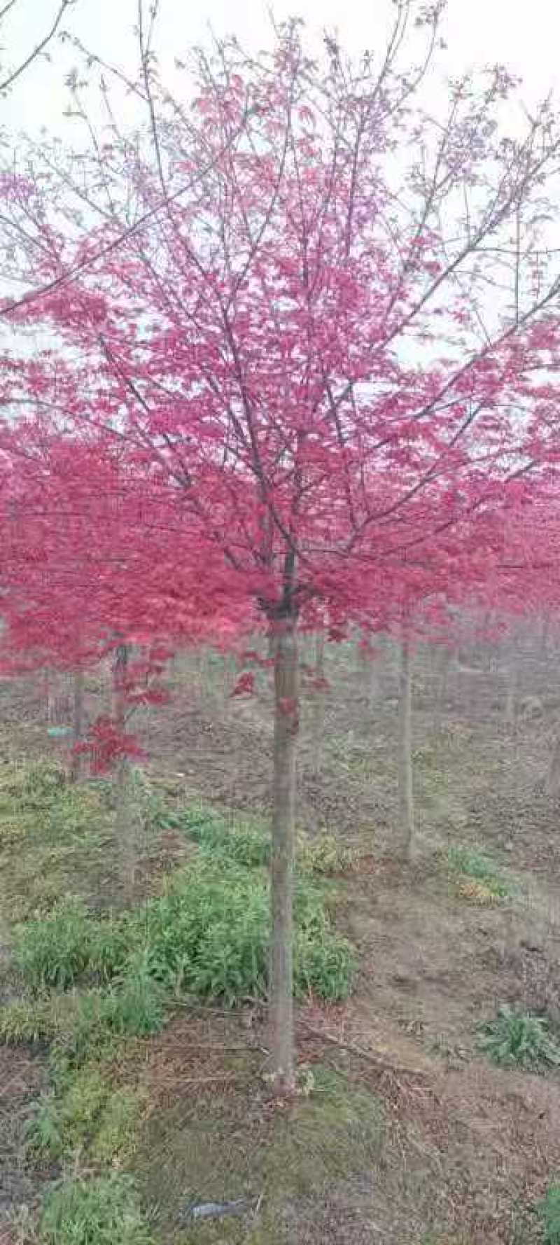 精品红枫规格齐全现外现发基地直发量大从优