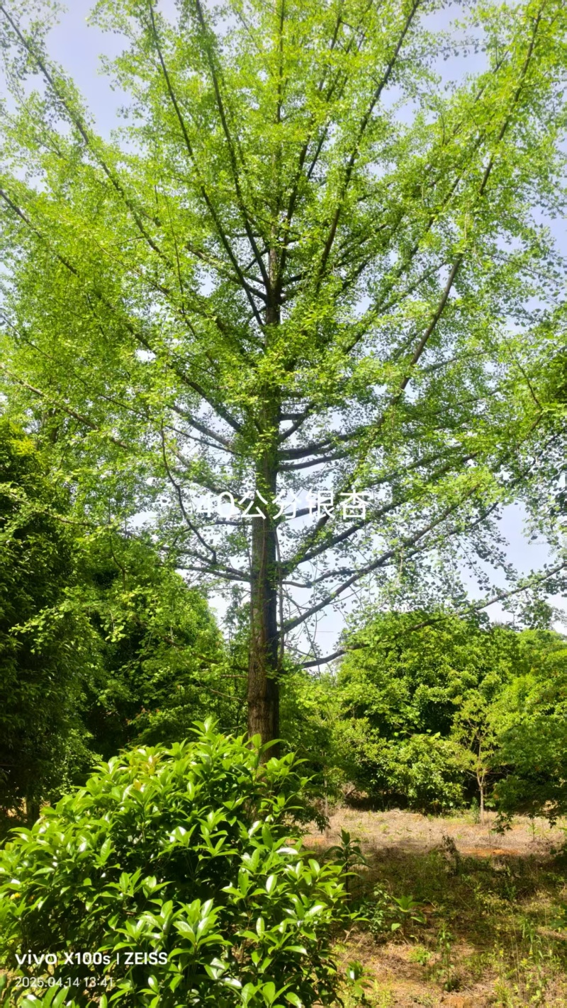银杏树树干直树形好千亩基地直供视频看货