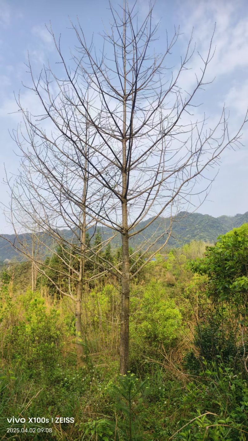 银杏树树干直树形好千亩基地直供视频看货