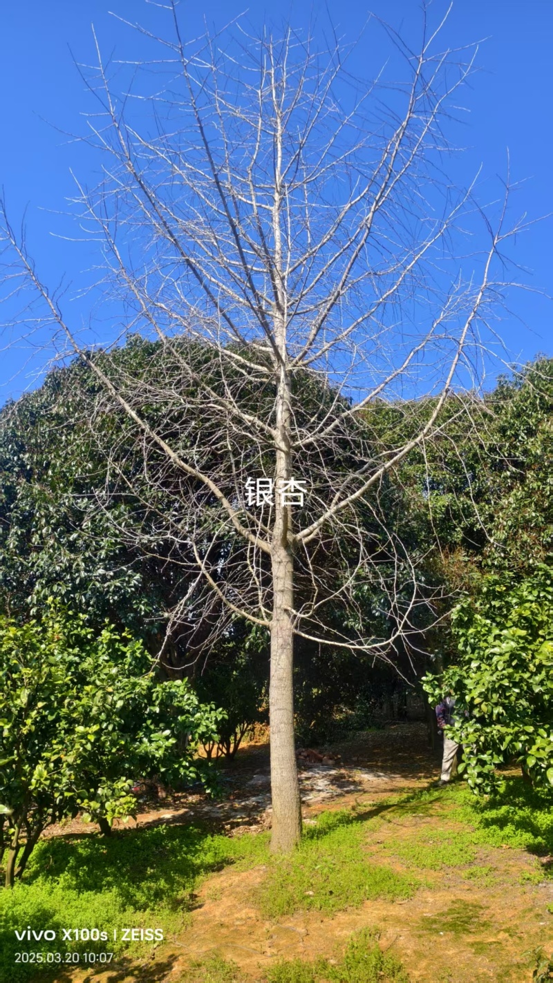 银杏树树干直树形好千亩基地直供视频看货