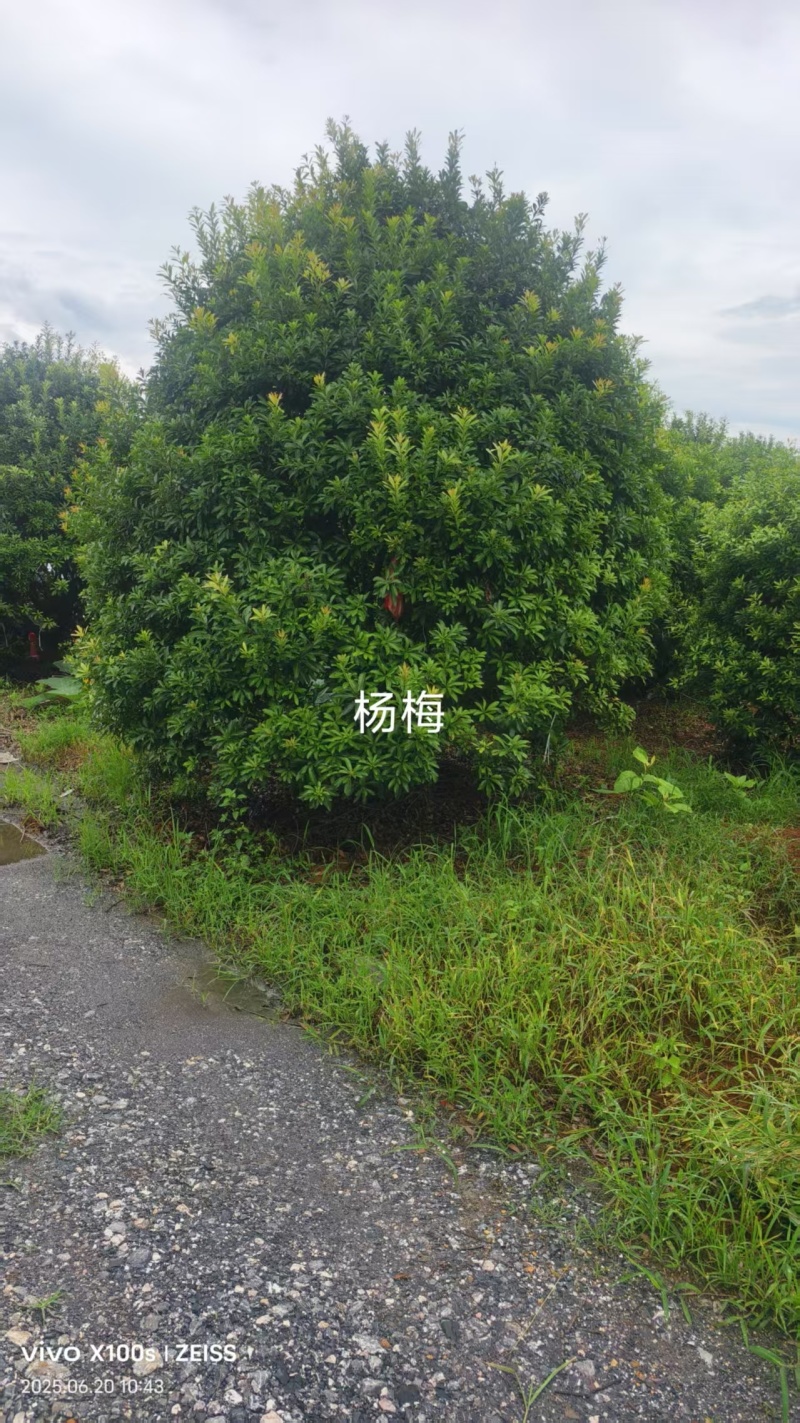 丛生杨挴树绿化工程苗规格齐全产地直发量大从优