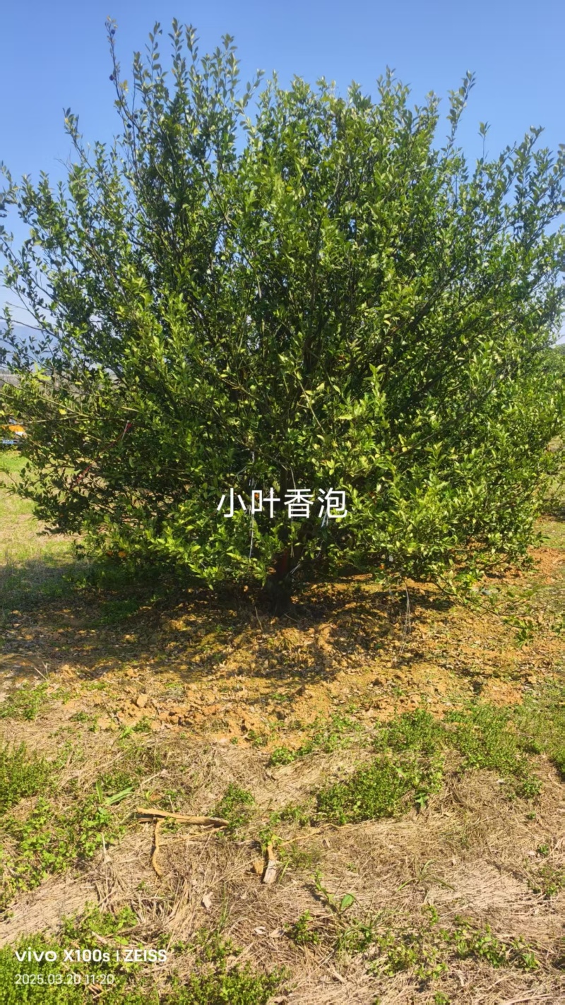 小叶香泡规格齐全可视频看货价格来电详谈